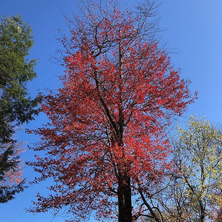 Acer rubrum 'Florida Flame' ~ Florida Flame Red Maple