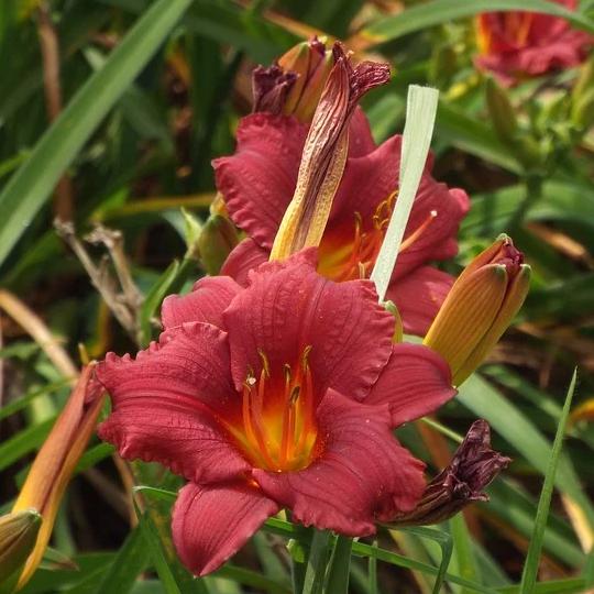Hemerocallis 'Cranberry Baby' ~ Cranberry Baby Daylily