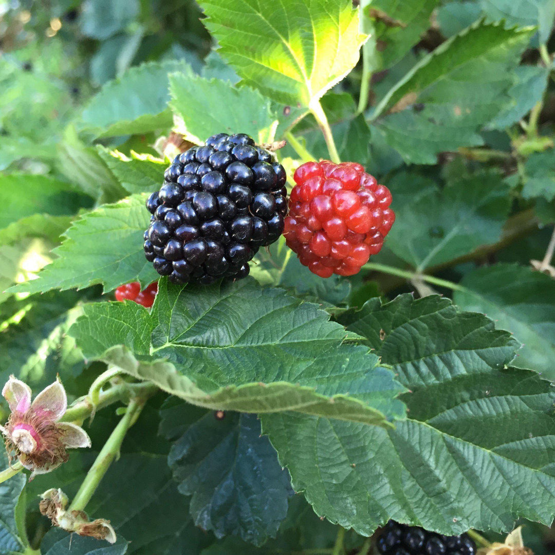 Rubus ulmifolius ‘APF-236T’ ~ Bushel and Berry® Baby Cakes® Thornless Blackberry