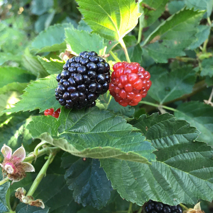 Rubus ulmifolius ‘APF-236T’ ~ Bushel and Berry® Baby Cakes® Thornless Blackberry