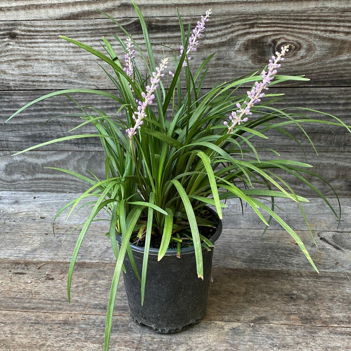 Liriope muscari 'Big Blue' ~ Big Blue Lily Turf