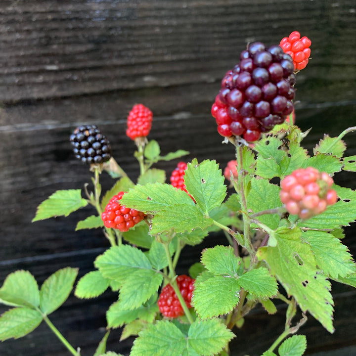 Rubus ulmifolius ‘APF-236T’ ~ Bushel and Berry® Baby Cakes® Thornless Blackberry