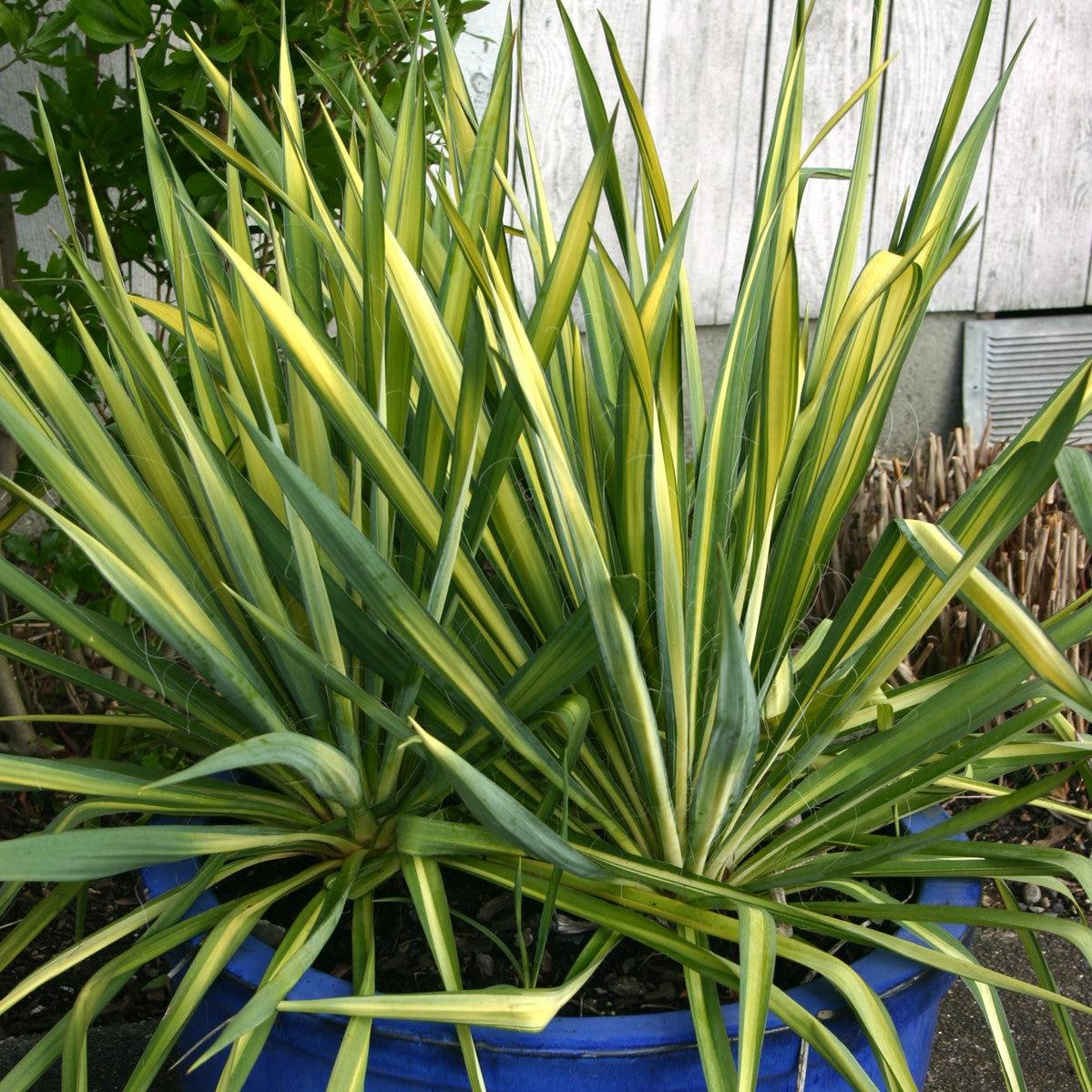 2 Gallon – Tagged 