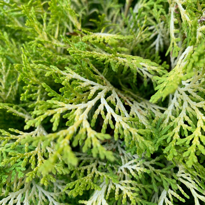 Chamaecyparis obtusa 'Cone Schlecht' ~ Nite-light® Hinoki Cypress