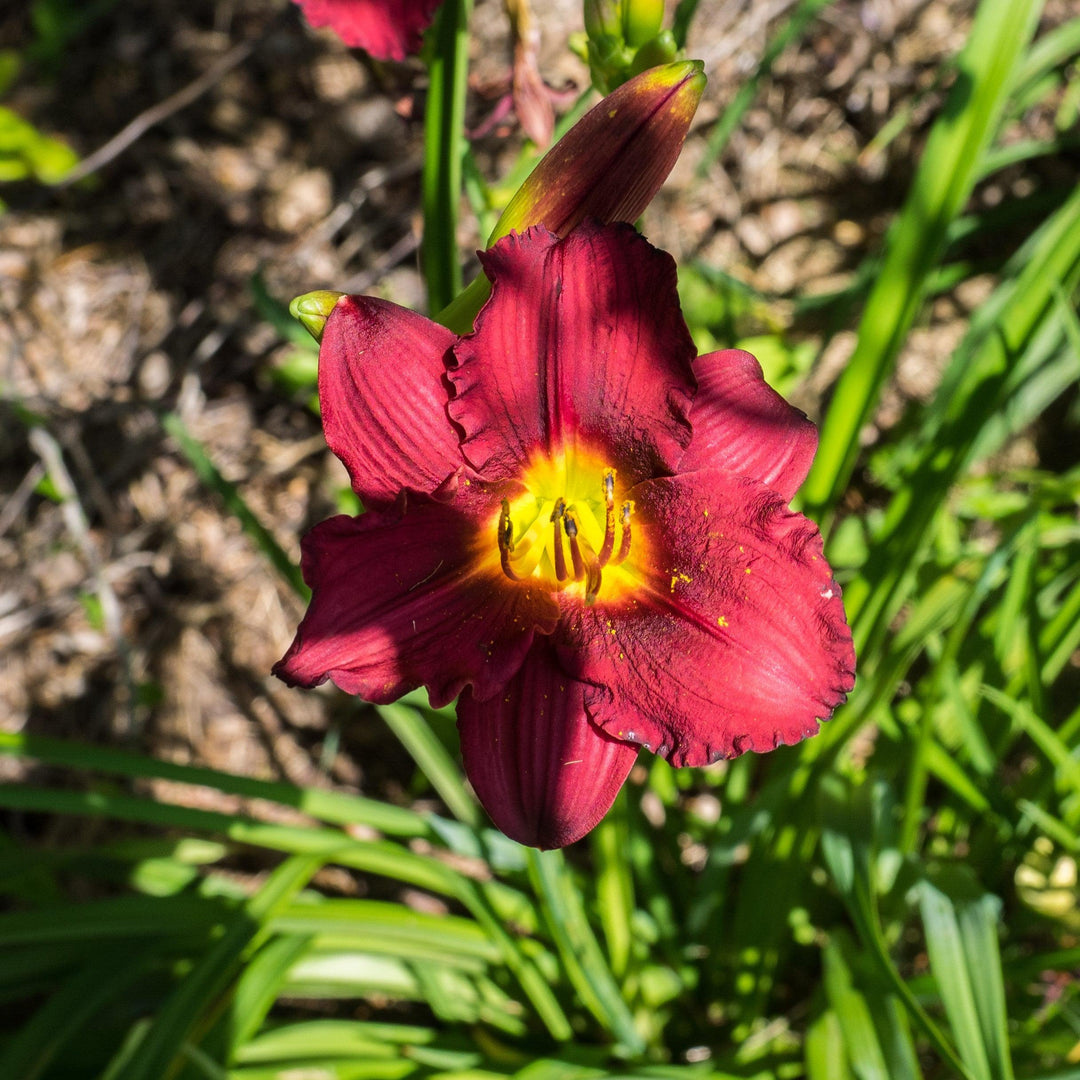 Hemerocallis 'Cranberry Baby' ~ Cranberry Baby Daylily