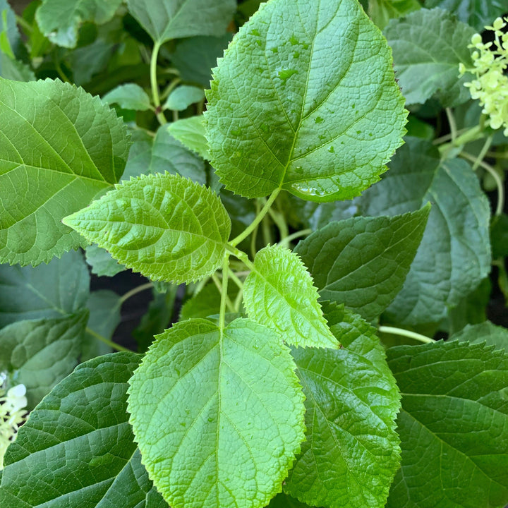 Hydrangea arborescens 'Annabelle' ~ Mophead Hydrangea, Annabelle Hydrangea