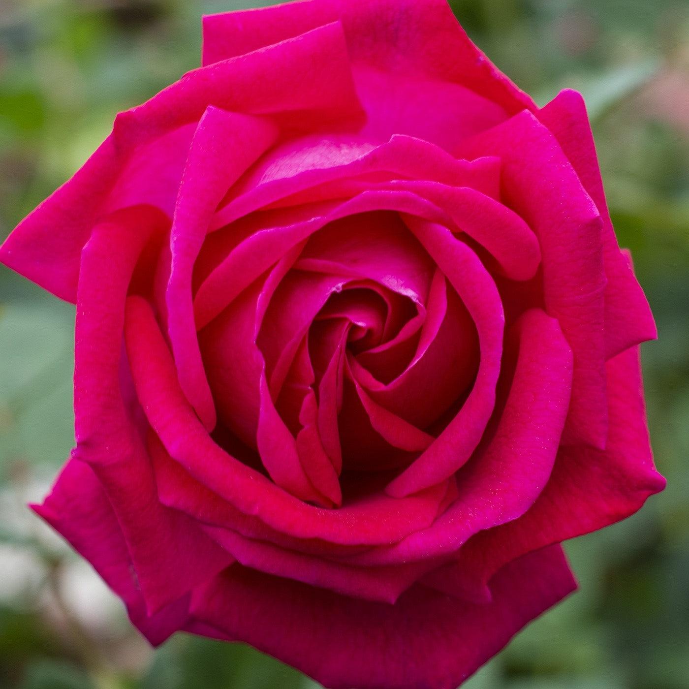 Rosa 'Meithatie' PP 30,860 ~ Bloomables® Sweet Spirit™ Rose
