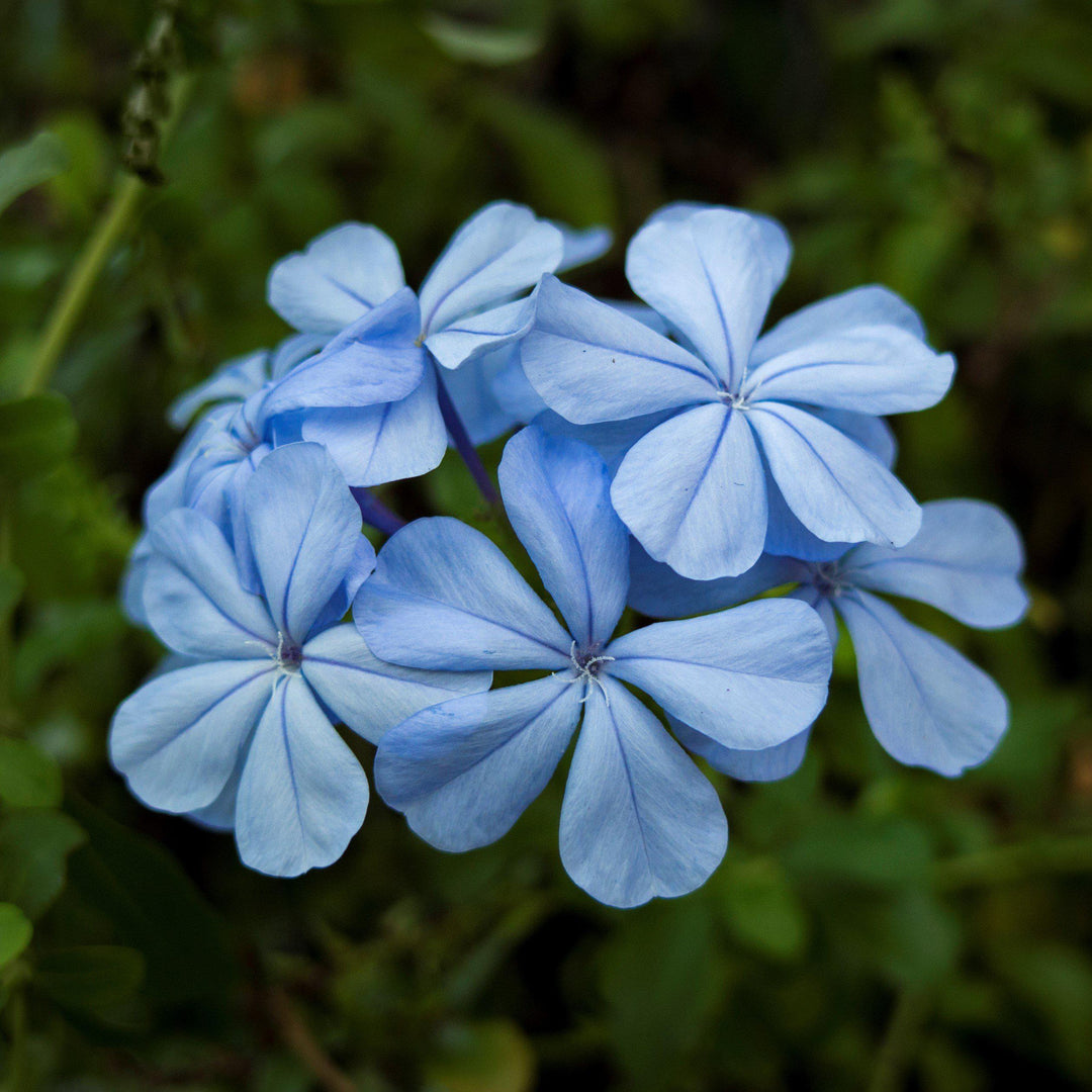 Plumbago auriculata 'Imperial Blue' ~ Imperial Blue Cape Leadwort