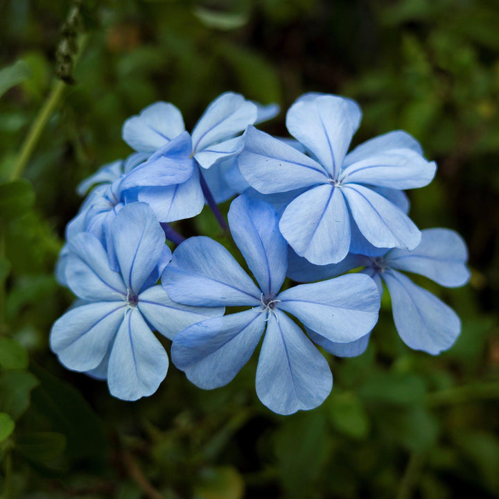 Plumbago auriculata 'Imperial Blue' ~ Imperial Blue Cape Leadwort