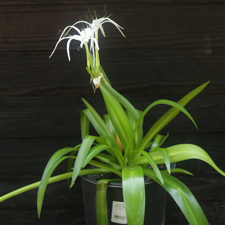 Hymenocallis latifolia ~ Perfumed Spider Lily