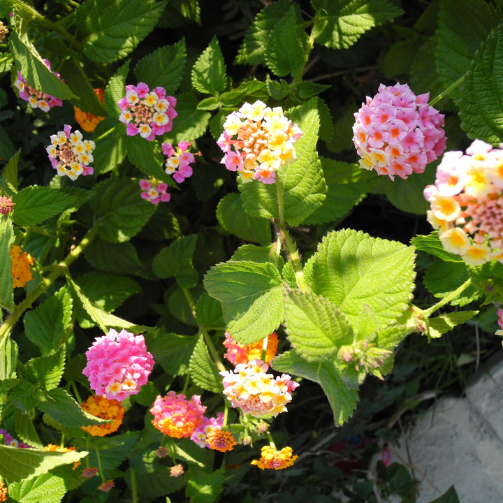 Lantana camara 'Mozelle' ~ Mozelle Lantana