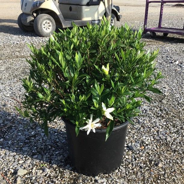 frost resistant potted plants Gardenia jasminoides 'Frost Proof' ~ Frost Proof Gardenia – Hahira Nursery
