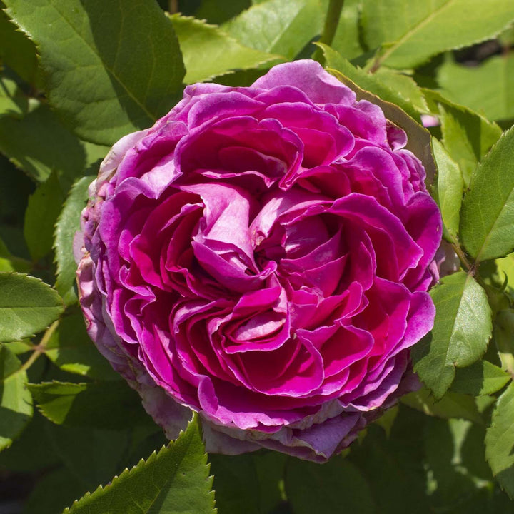 Rosa  'KORcarmsis' PP 33,406 ~ Bloomables® Raspberry Cupcake™ Rose