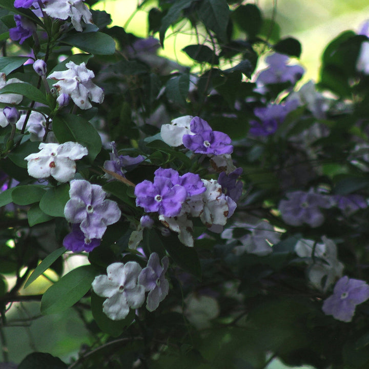 Brunfelsia grandiflora ~ Yesterday, Today and Tomorrow Plant