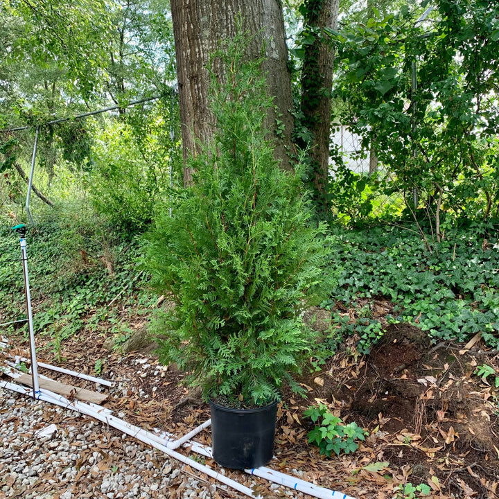 Thuja standishii x plicata 'Green Giant' ~ Green Giant Arborvitae