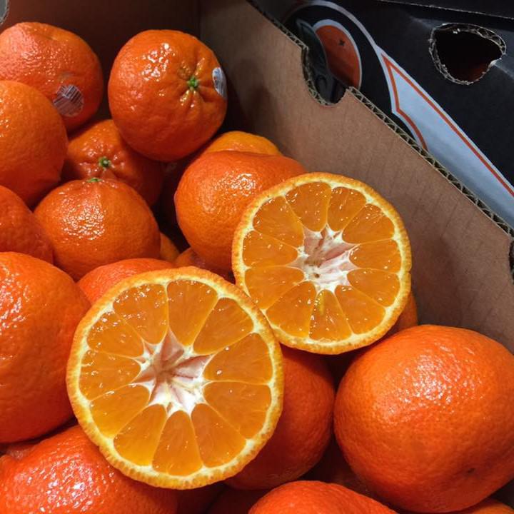Citrus reticulata 'Shasta Gold' ~ Shasta Gold Mandarin