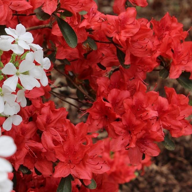 Rhododendron indica 'Formosa' ~ Red Formosa Azalea