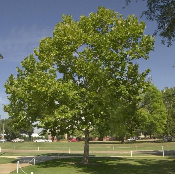 Platanus occidentalis ~ American Sycamore