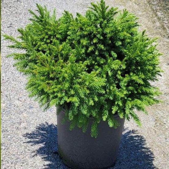 Cryptomeria japonica 'Globosa Nana' ~ Dwarf Japanese Cedar