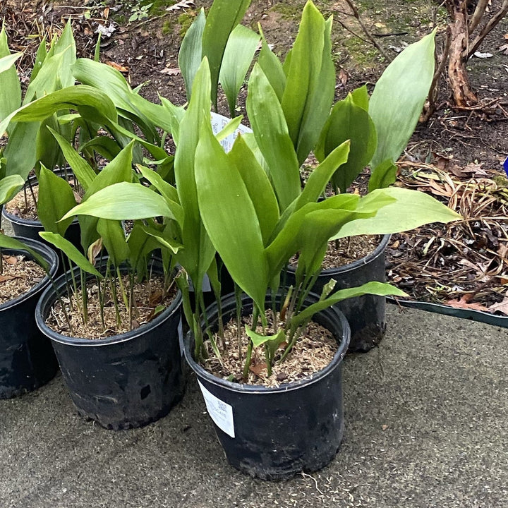 Aspidistra elatior ~ Cast Iron Plant
