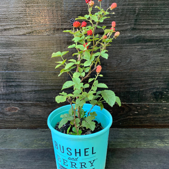 Rubus ulmifolius ‘APF-236T’ ~ Bushel and Berry® Baby Cakes® Thornless Blackberry