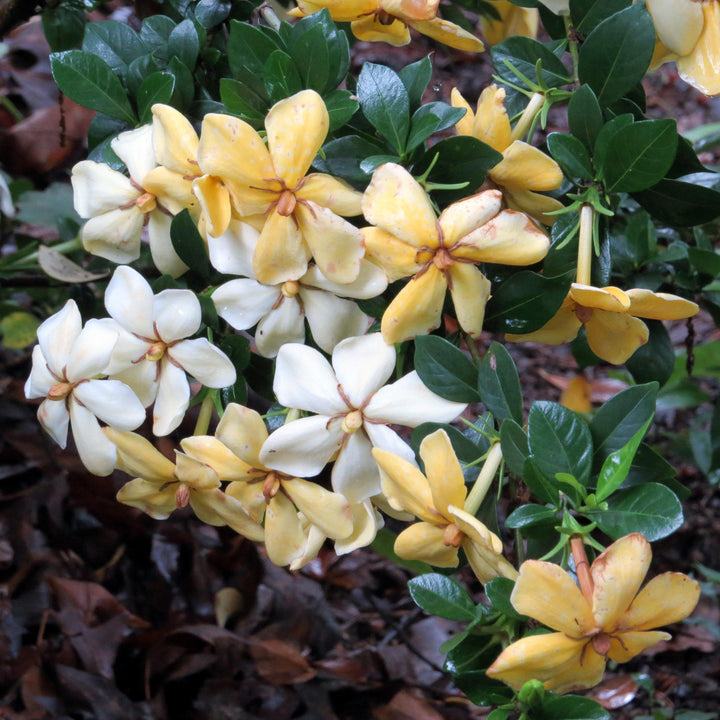 Gardenia jasminoides 'Daisy' ~ Daisy Gardenia