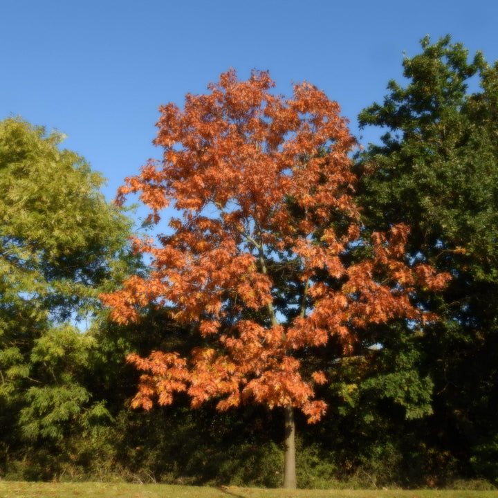 Acer rubrum 'Sun Valley' ~ Sun Valley Red Maple