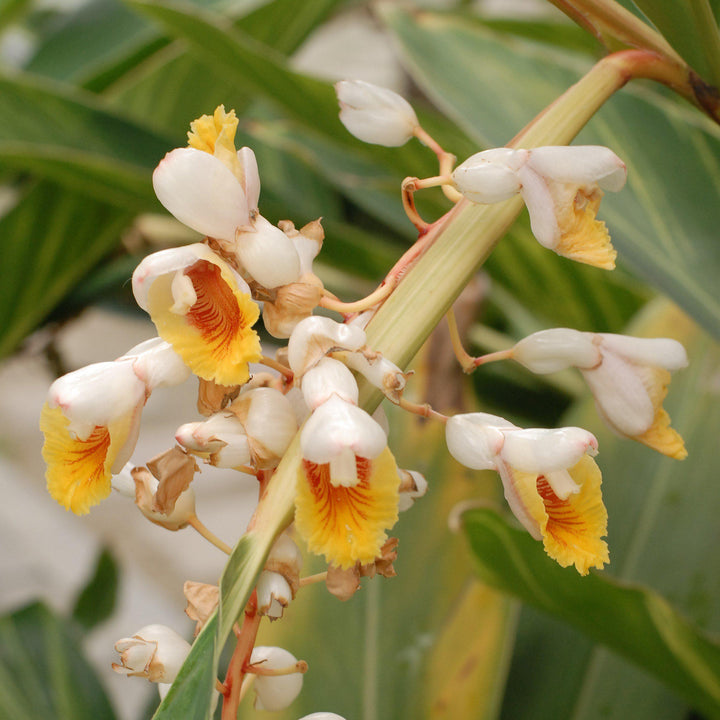 Alpinia zerumbet 'Variegata' ~ Variegated Ginger