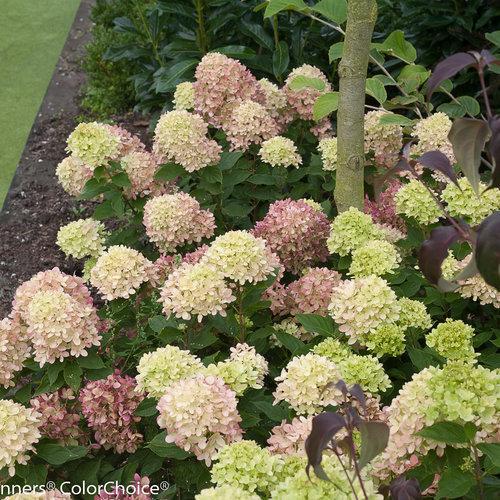 Hydrangea paniculata 'Jane' PP22,330 ~ Proven Winners® Little Lime
