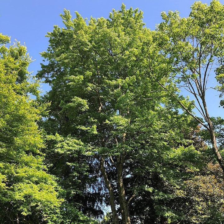Acer rubrum 'Florida Flame' ~ Florida Flame Red Maple